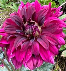 Image result for Dahlia Darkarin`