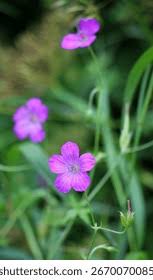 Attēlu rezultāti vaicājumam “Geranium palustre leaf”