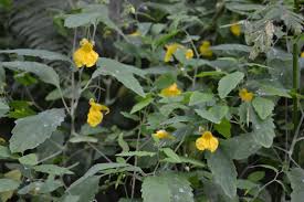 Attēlu rezultāti vaicājumam “Impatiens noli-tangere leaf”