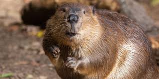 Image result for Beaver Sc