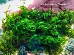 Attēlu rezultāti vaicājumam “Amblystegium serpens sporophyte”