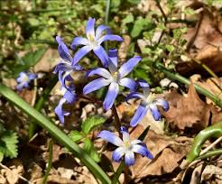 Attēlu rezultāti vaicājumam “Scilla luciliae”