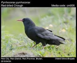 Image result for Pyrrhocorax pyrrhocorax