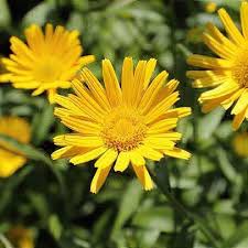Image result for Buphthalmum salicifolium