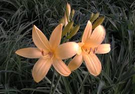 Attēlu rezultāti vaicājumam “Hemerocallis lilioasphodelus flower”