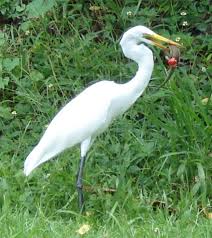 Attēlu rezultāti vaicājumam “Egretta alba adult”