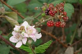 Image result for Rubus sectio