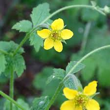 Image result for Geum urbanum