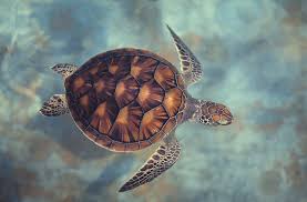 Image result for Chelonia mydas