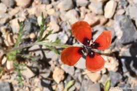 Attēlu rezultāti vaicājumam “Papaver argemone flower”