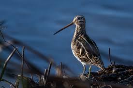 Image result for Gallinago gallinago