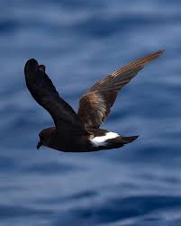 Image result for Oceanodroma castro