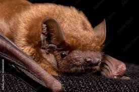 Attēlu rezultāti vaicājumam “Nyctalus noctula”