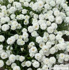 Attēlu rezultāti vaicājumam “Achillea ptarmica fruit”