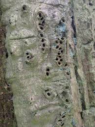 Attēlu rezultāti vaicājumam “Andricus quercuscorticis”