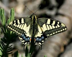 Attēlu rezultāti vaicājumam “Papilio machaon upperside”