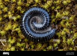 Attēlu rezultāti vaicājumam “Ommatoiulus sabulosus aimatopodus”