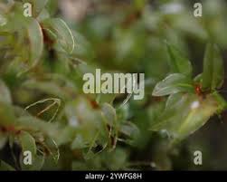 Attēlu rezultāti vaicājumam “Mnium lycopodioides”