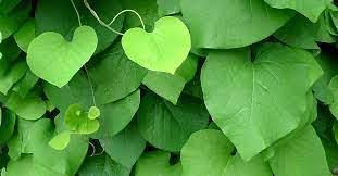 Attēlu rezultāti vaicājumam “Aristolochia durior”