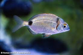 Image result for Diplodus vulgaris