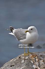 Attēlu rezultāti vaicājumam “Larus canus”