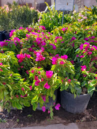 Image result for bougainvillea