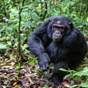 Attēlu rezultāti vaicājumam “Troglodytes troglodytes adult”