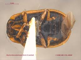 Attēlu rezultāti vaicājumam “Gonioctena”