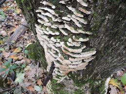 Attēlu rezultāti vaicājumam “Oxyporus corticola”