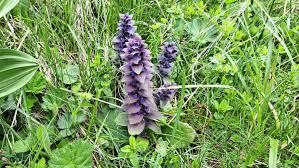 Attēlu rezultāti vaicājumam “Ajuga pyramidalis leaf”