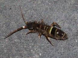 Attēlu rezultāti vaicājumam “Orchesella sp.”