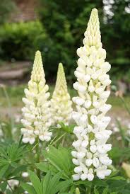 Image result for Lupinen