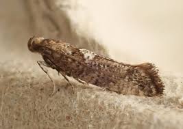 Attēlu rezultāti vaicājumam “Acrolepiopsis assectella”