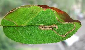 Attēlu rezultāti vaicājumam “Lyonetia clerkella”