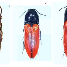 Attēlu rezultāti vaicājumam “Ampedus sp.”