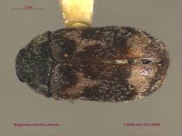 Attēlu rezultāti vaicājumam “Megatoma undata”