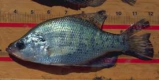 Image result for Pomoxis annularis