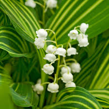 Attēlu rezultāti vaicājumam “Convallaria majalis leaf”
