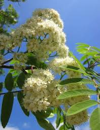 Attēlu rezultāti vaicājumam “Sorbus aucuparia flower”
