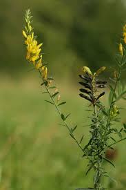 Image result for Genista tinctoria