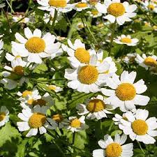 Image result for Tanacetum parthenium