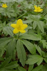 Attēlu rezultāti vaicājumam “Anemone ranunculoides bud”