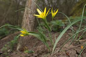 Attēlu rezultāti vaicājumam “Gagea pratensis”