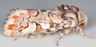 Attēlu rezultāti vaicājumam “Panolis flammea”