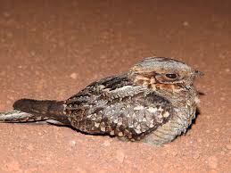 Image result for Caprimulgus ruficollis