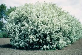 Attēlu rezultāti vaicājumam “Malus mandshurica”