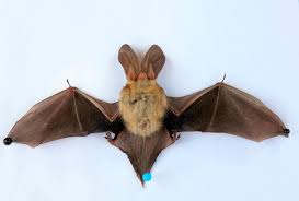 Attēlu rezultāti vaicājumam “Plecotus auritus”