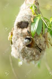 Attēlu rezultāti vaicājumam “Remiz pendulinus nest”