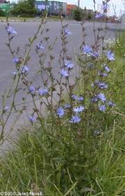 Attēlu rezultāti vaicājumam “Cichorium intybus flower”