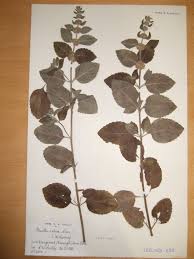 Attēlu rezultāti vaicājumam “Mentha x verticillata”